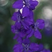 Larkspur by blueberry1222