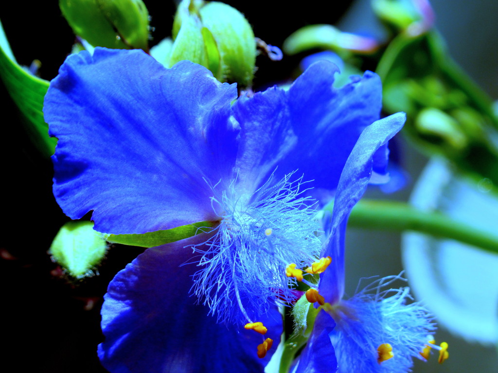 I'm running out of blue flowers by bruni