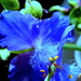 I'm running out of blue flowers by bruni