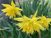 19th Mar 2020 - Narcissi