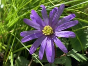 20th Mar 2020 - Anemone