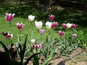 20th Mar 2020 - backyard tulips