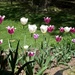 backyard tulips by stillmoments33