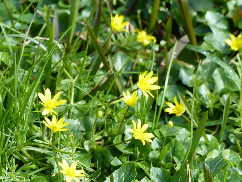 Lesser Celandine by foxes37