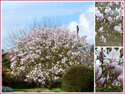 20th Mar 2020 - Magnificent Magnolia 