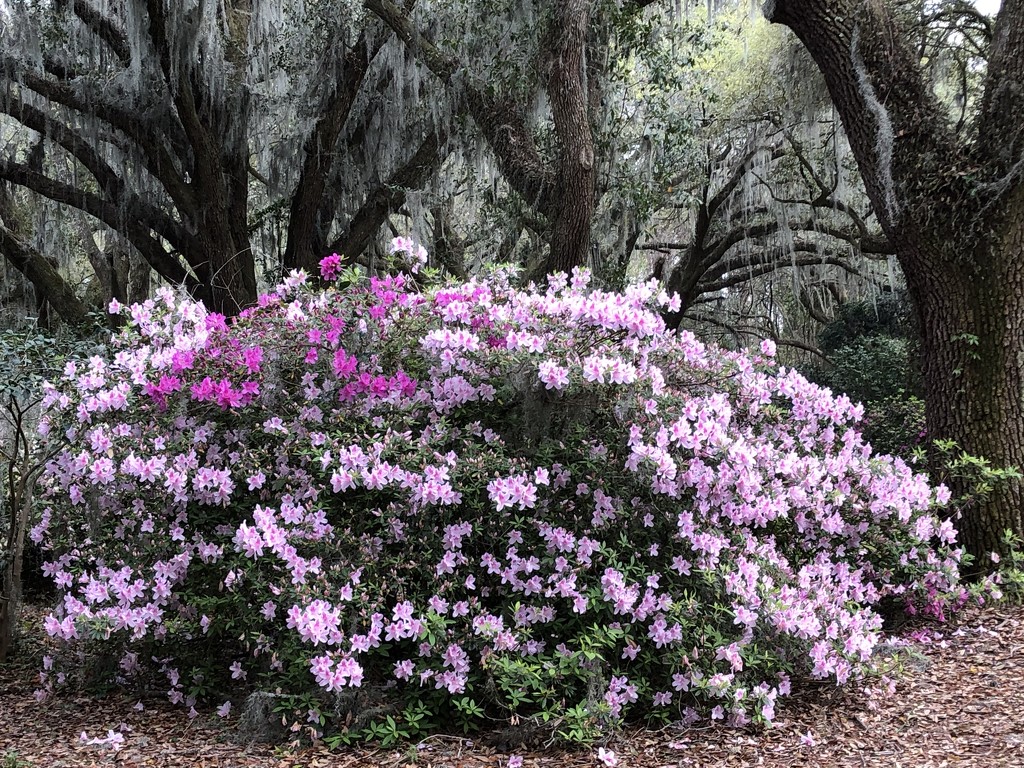 Azaleas at the state park near bone.  They have been so beautiful this year. by congaree