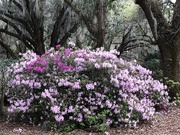 20th Mar 2020 - Azaleas at the state park near bone.  They have been so beautiful this year.