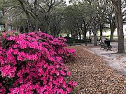 20th Mar 2020 - Azaleas are at Waterfront  Park in Charleston.