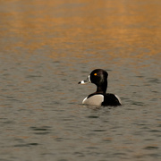 20th Mar 2020 - ring necked duck 