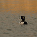 ring necked duck  by rminer