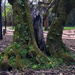 Elderly Box Elder Tree 1 of 2 by fotoblah