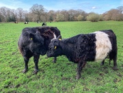 20th Mar 2020 - Belted Galloways