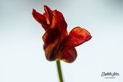 20th Mar 2020 - Withered tulip