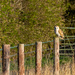Barn Owl! by rjb71