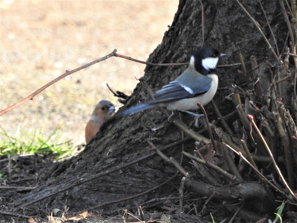 Coal Tit and Chaffinch by oldjosh
