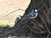 12th Mar 2020 - Coal Tit and Chaffinch