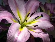 20th Mar 2020 - More lilies