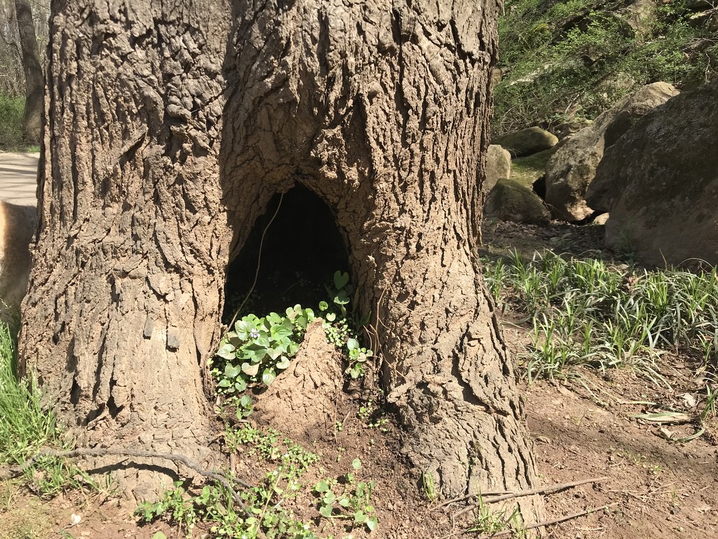 Hole in Tree by gratitudeyear