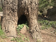 19th Mar 2020 - Hole in Tree