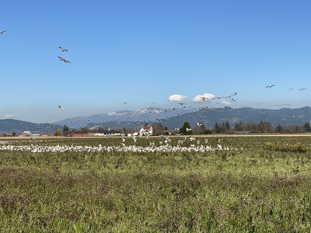 Thousands of geese in Skagit County by clay88