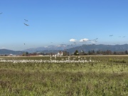 8th Mar 2020 - Thousands of geese in Skagit County