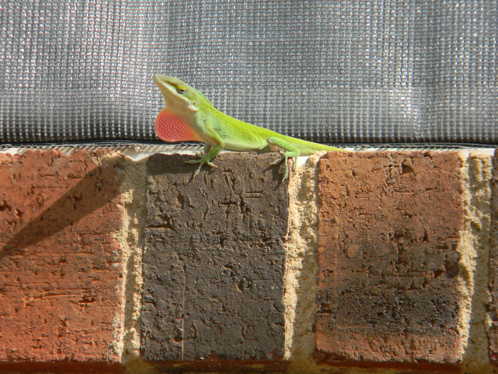 Green Lizard Beside Window by sfeldphotos