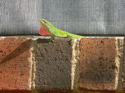 20th Mar 2020 - Green Lizard Beside Window