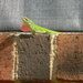 Green Lizard Beside Window by sfeldphotos