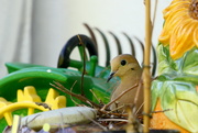 20th Mar 2020 - Nesting Dove