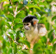 18th Oct 2019 - Bolivian squirrel monkey - 