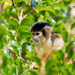 Bolivian squirrel monkey -  by creative_shots