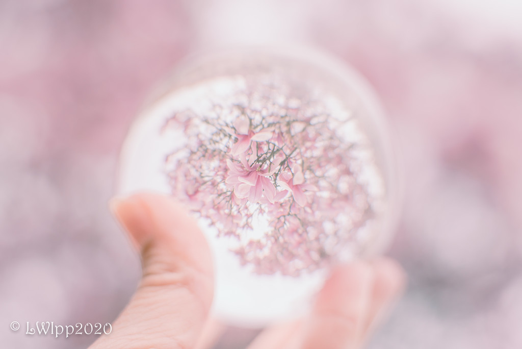 Pretty In Pink by lesip