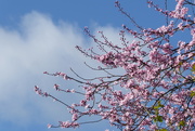 2nd Mar 2020 - Encouraging weather and blossom