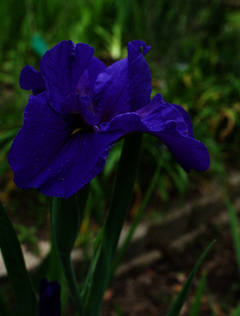 Iris with some kind of bugs by eudora