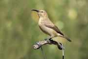 21st Mar 2020 - Female sunbird