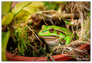 21st Mar 2020 - Frogs nest...