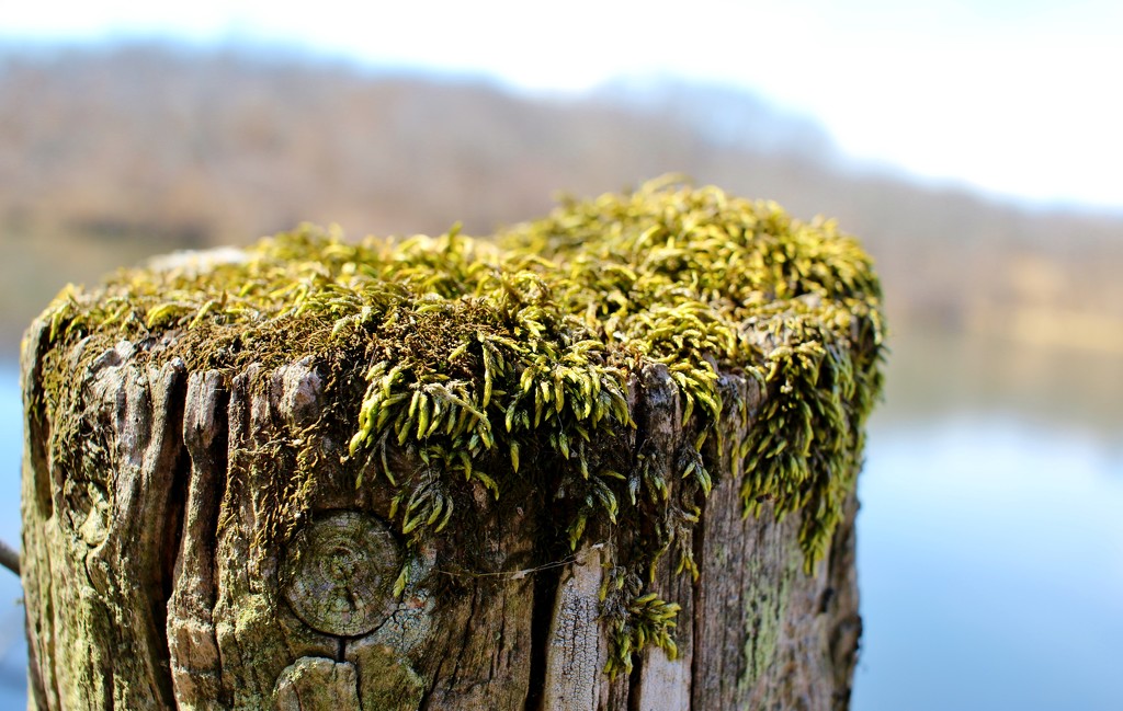 Old Wooden Fence Post by lynnz