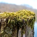 Old Wooden Fence Post by lynnz