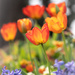 Office Tulips by jnorthington