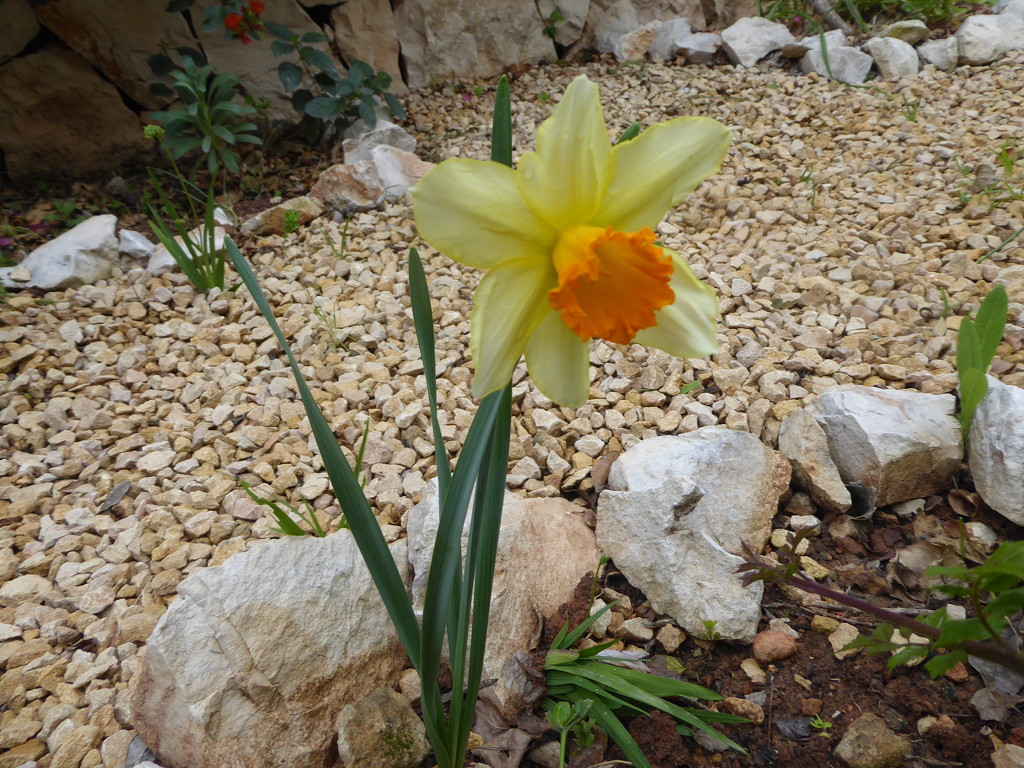 Our one and only daffodil( they don't like it here in Spain)  by chimfa