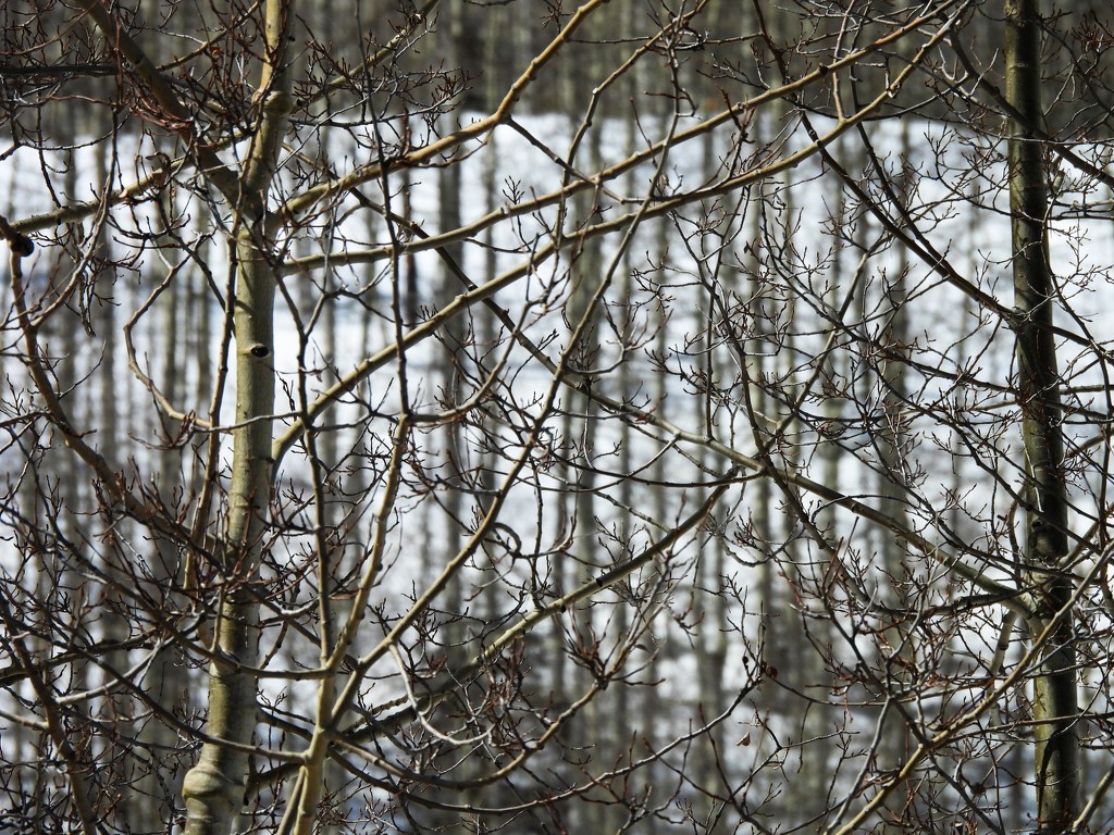 Aspen Trees by janeandcharlie