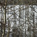 Aspen Trees by janeandcharlie