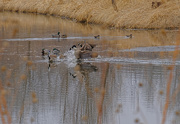 21st Mar 2020 - Pond Bullies 