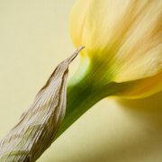 21st Mar 2020 - Daffodil