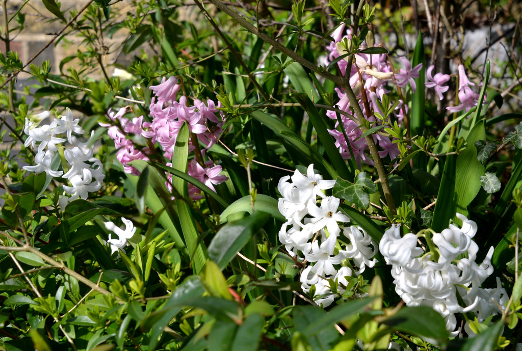 A Jumble of Hyacinths by arkensiel