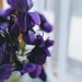 Violets by panoramic_eyes