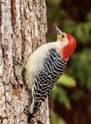 20th Mar 2020 - Woodpecker