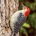 Woodpecker by mzzhope