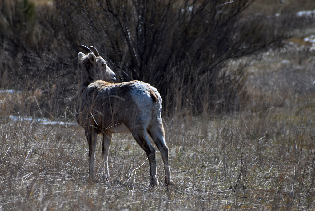 Young Bighorn Sheep by bjywamer