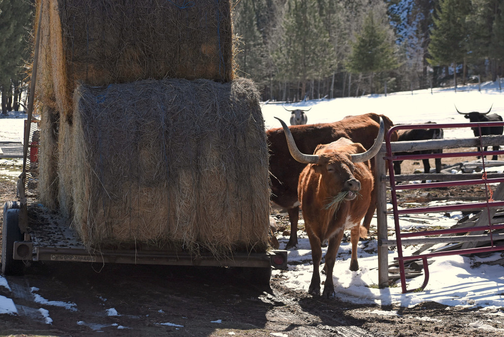 Longhorn Cattle by bjywamer